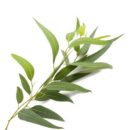 Huile essentielle d'Eucalyptus radiata Bio